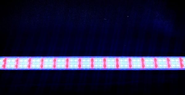 22-in-tubular-led-light-white-red-color-brandon-y-20240419-130646-575348