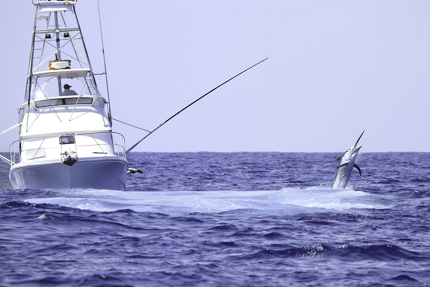 game fishing boat fighting a marlin